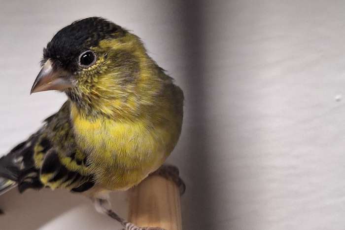 tk koppeltjes kapoetsesijzen en zwartkopsijsen en baardsijsen