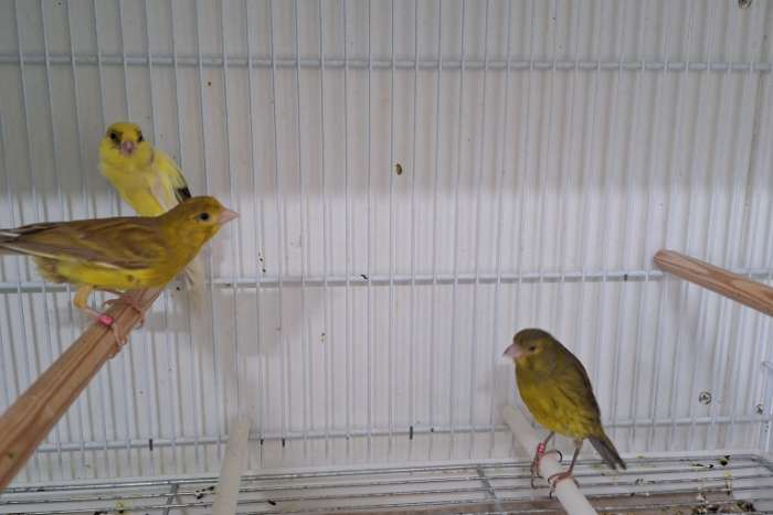 norwichs en llargets te koop