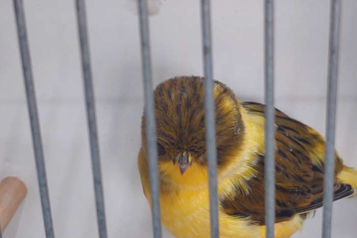 norwichs en llargets te koop