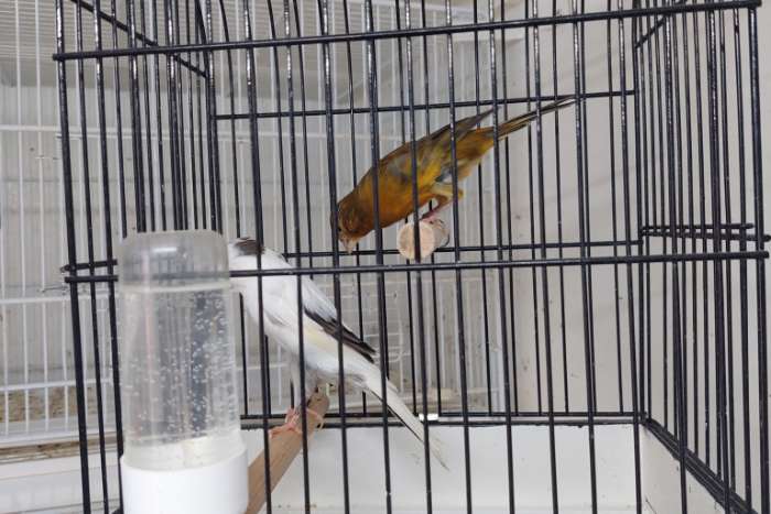 norwichs en llargets te koop