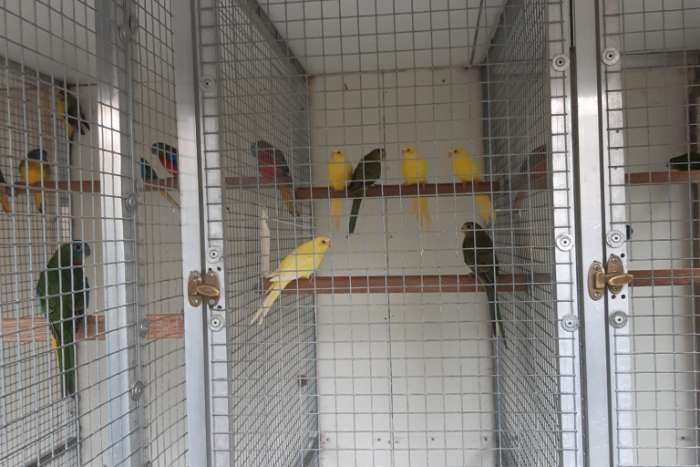 wildkleur- en wildkleur roodbuik turquoisines , ino eleganten