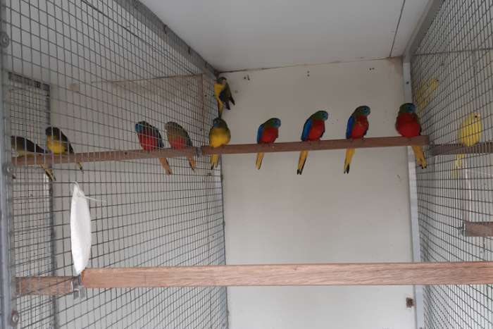 wildkleur- en wildkleur roodbuik turquoisines , ino eleganten