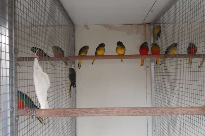 wildkleur- en wildkleur roodbuik turquoisines , ino eleganten