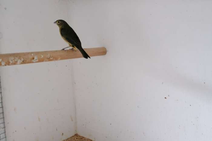 mexicaanse nonpareil pop 2020