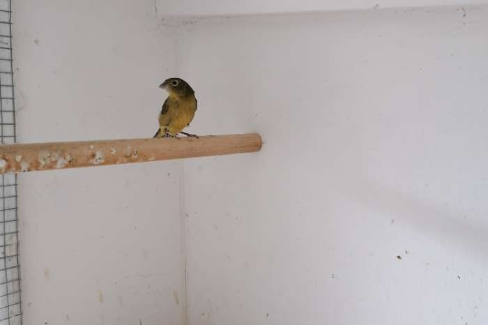 mexicaanse nonpareil pop 2020