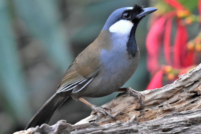 witwang gaailijster - garrulax chinensis