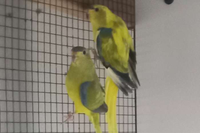 bonte elegant mannen gevraagd