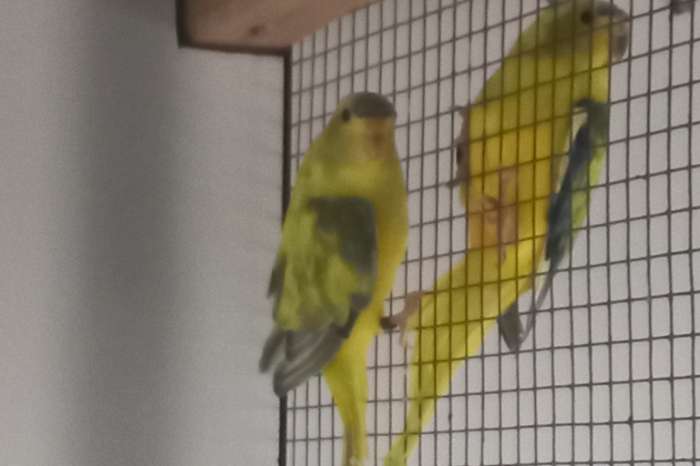 bonte elegant mannen gevraagd