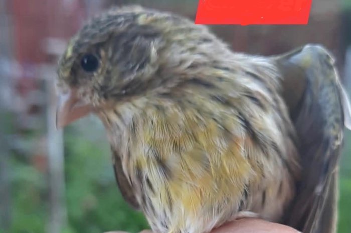 europese kanarie/ cini