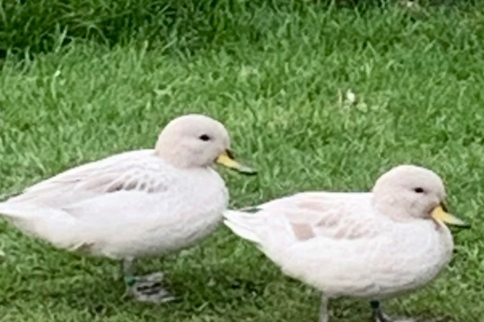 siereenden/kweekkoppels