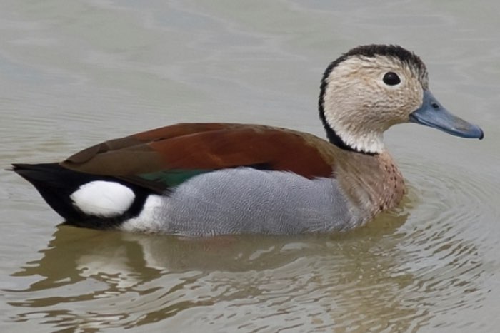 siereenden/kweekkoppels