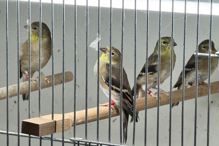 treursijzen (mannen en poppen)