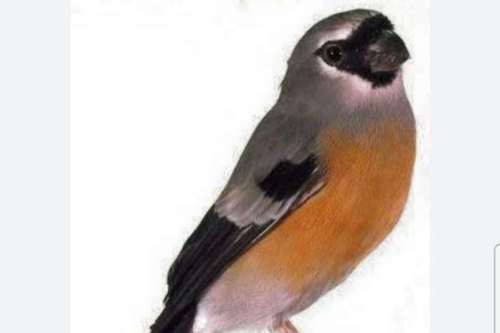 masker goudvink man 2024