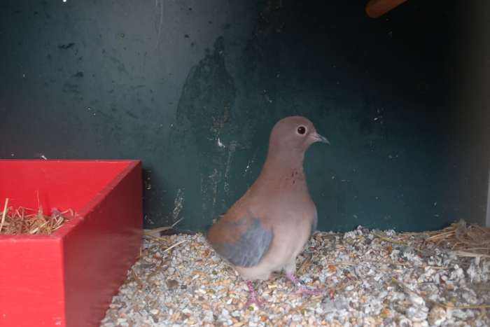 wildkleur senegaltortels