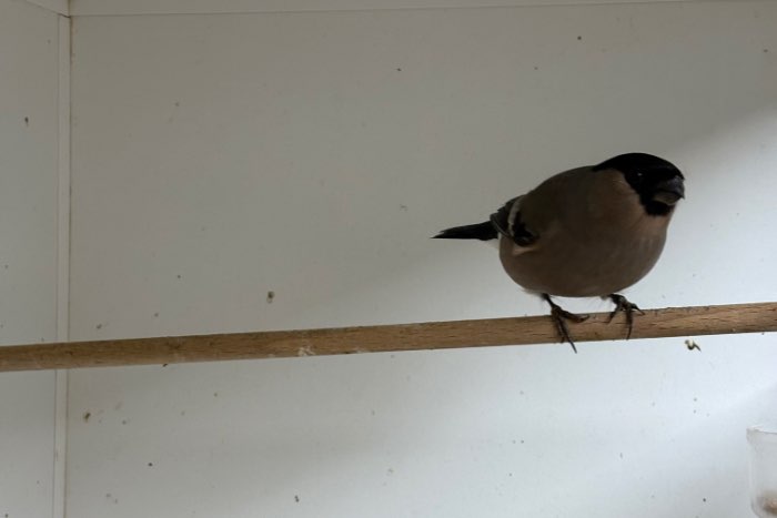 noorse  goudvinken poppen