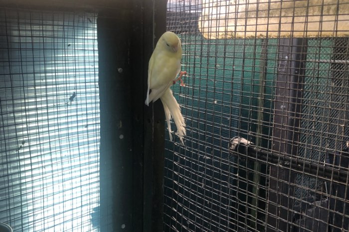 kweekkoppel kakarikis 2024