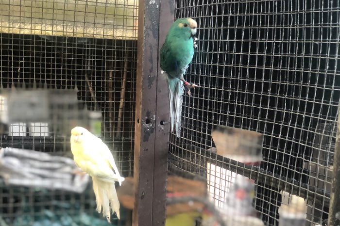 kweekkoppel kakarikis 2024