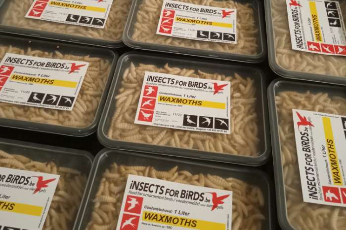 diepvries wasmotten / frozen waxmoths !!!