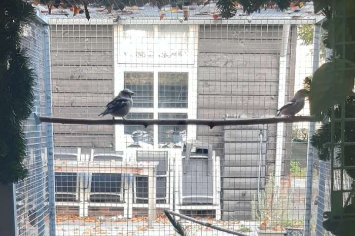 koppel europese appelvinken