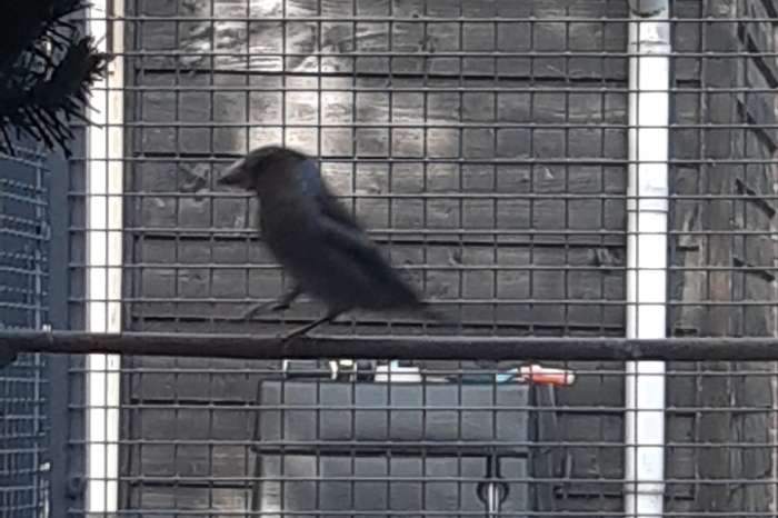 pop europese appelvink gereserveerd