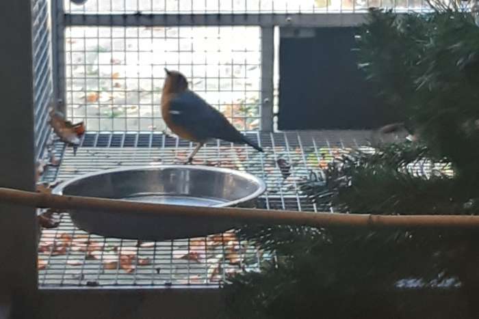 gereserveerd koppel damalijsters