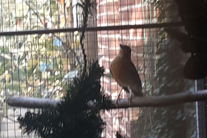 gereserveerd koppel damalijsters