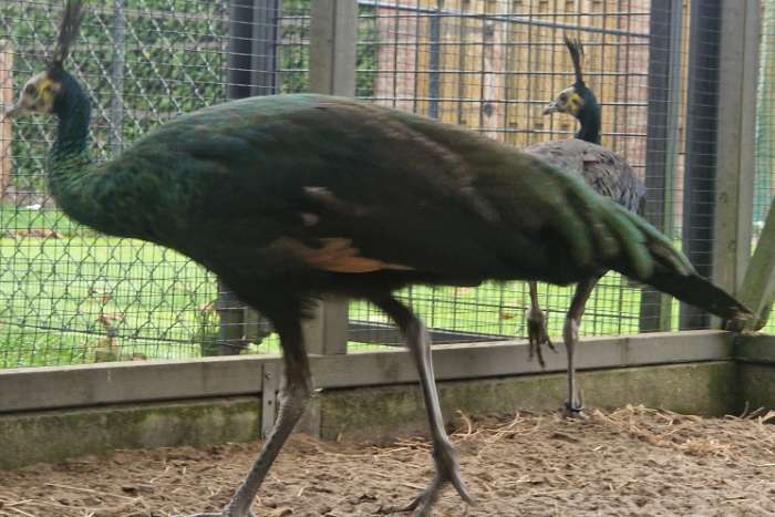 java pauwen ( groene pauwen)