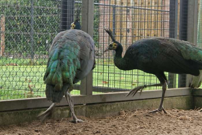 java pauwen ( groene pauwen)