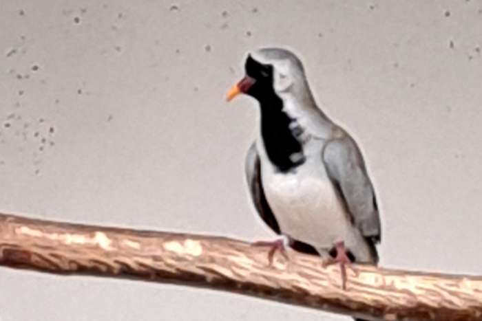 zwartmasker en stephani