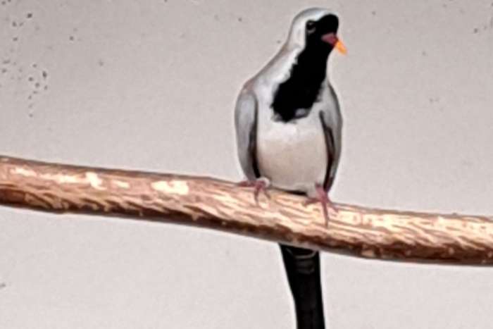 zwartmasker en stephani