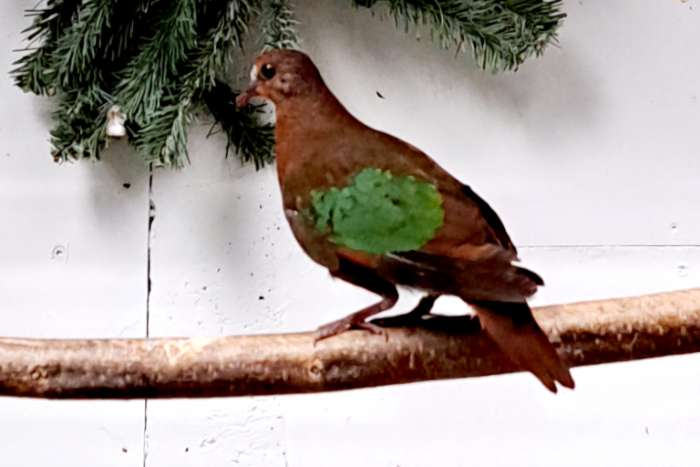 zwartmasker en stephani