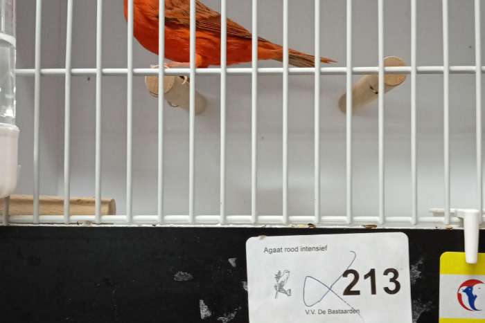 rood agaat kanaries