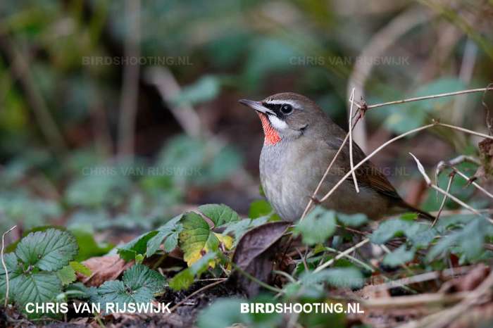gevraagd:koppel roodkeel nachtegalen