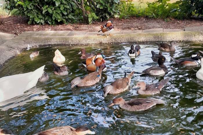 zwanen/ganzen/eenden.