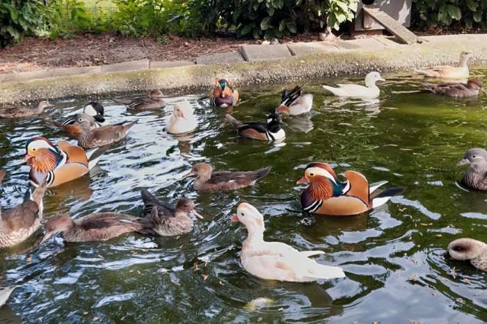 zwanen/ganzen/eenden.