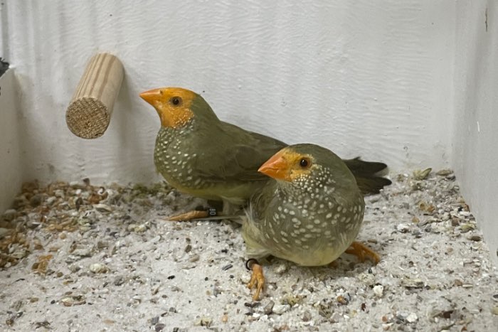 binsenastrilde oranje/geelkop