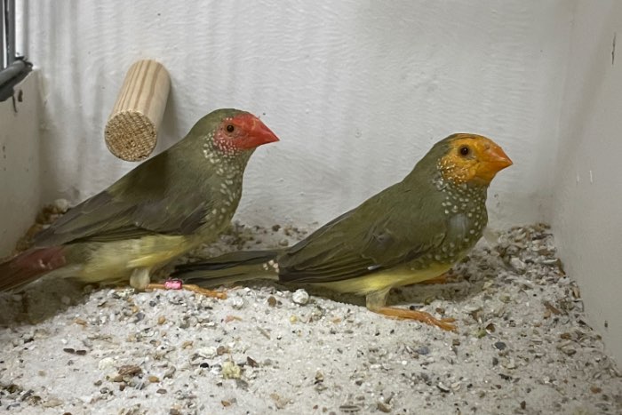 binsenastrilde oranje/geelkop