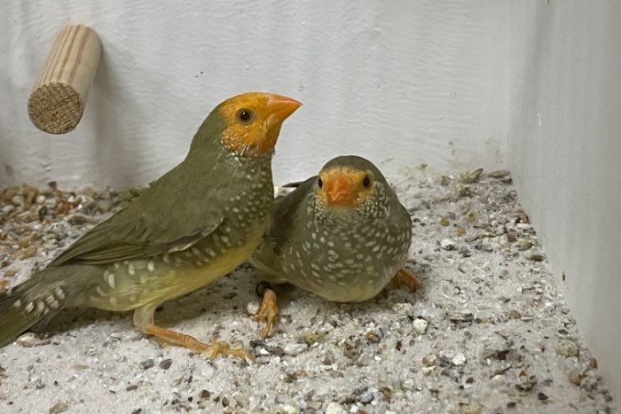binsenastrilde oranje/geelkop
