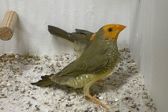 binsenastrilde oranje/geelkop