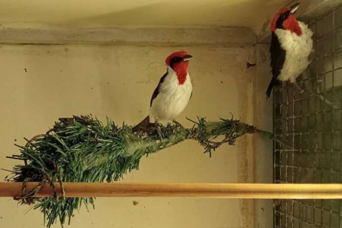 masker kardinaal koppel 2025