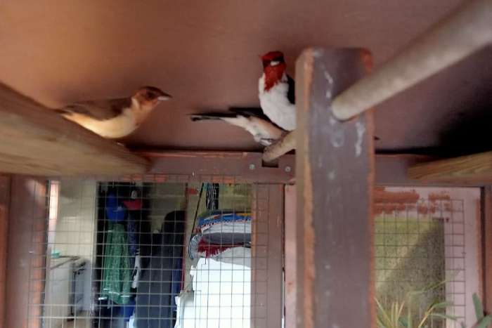 masker kardinaal koppel 2025