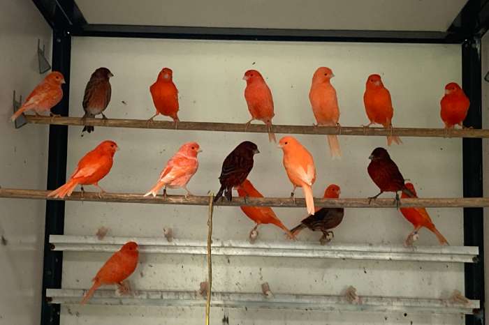 rode , rood ivoor , zwart- rode kanaries