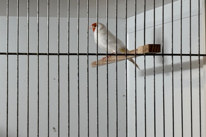 major putter pop 2024 kleur satinet