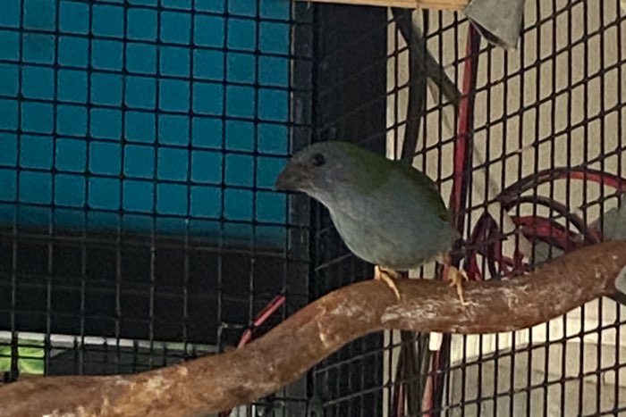 forbes papagaai amadine pop 2025