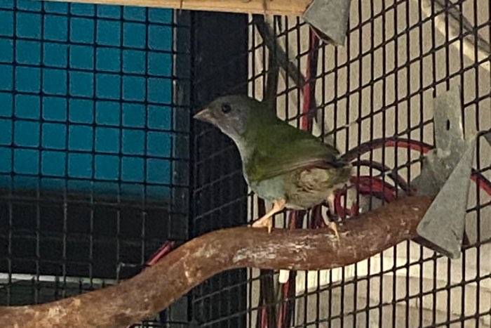 forbes papagaai amadine pop 2025