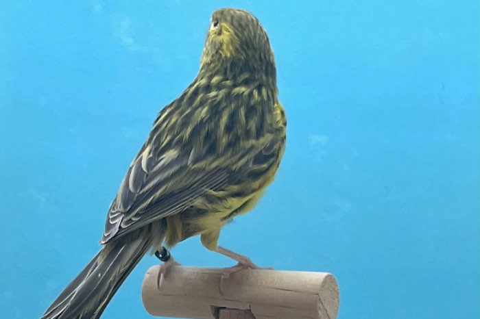 diverse kleuren topaas