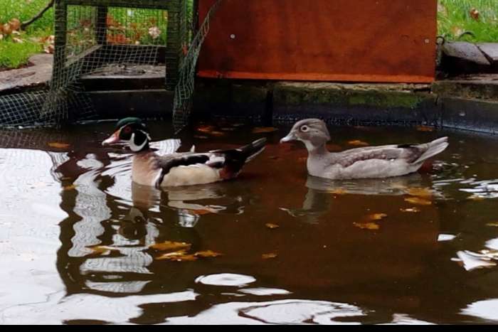 gezocht staal blauwe carolina eenden steel blue