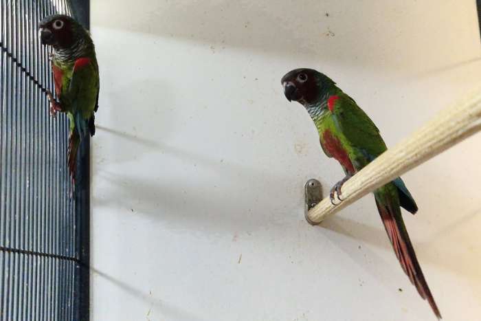 pyrrhura pfimeri | pfrimers parkiet | koppel uit 2024