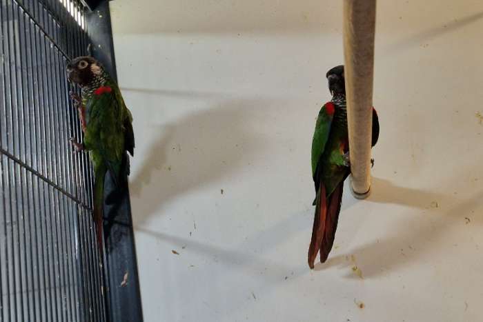 pyrrhura leucotis | witoorparkiet | koppel 2024