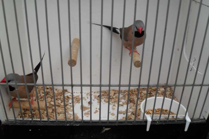 nu thuis div tropische vogeltjes